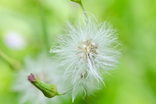 weed  in the miracle nature or in the garden