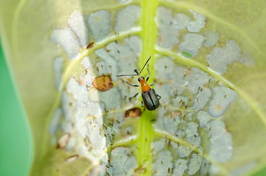 brown bug in green nature or in the garden