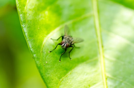 fly in green nature or in the city