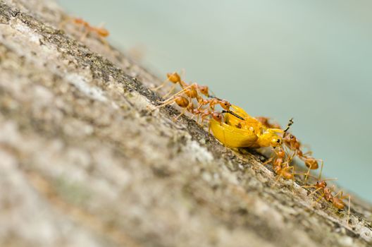 ants eat orange beetle in green nature or the garden