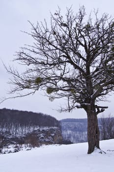 The magnificent mountain scenery of the Caucasus Nature Reserve