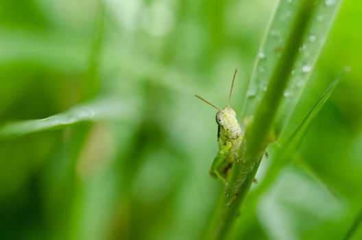 grasshopper in green nature or in the garden