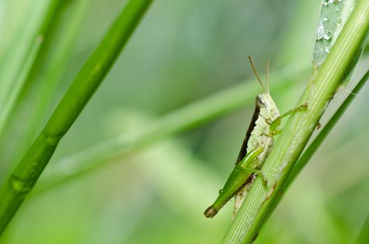 grasshopper in green nature or in the garden