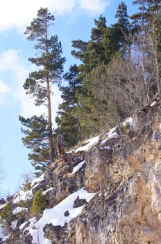 Flora of the Caucasus Nature Reserve