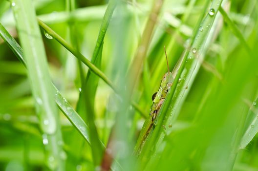 grasshopper in green nature or in the garden