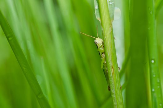 grasshopper in green nature or in the garden