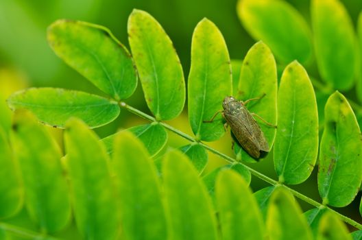 Aphid insect in green nature or in the garden