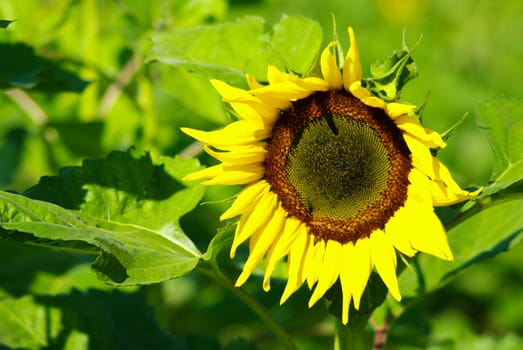 Sunflower in the farm