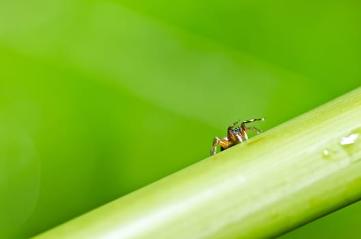 jumping spider in green nature or in the garden