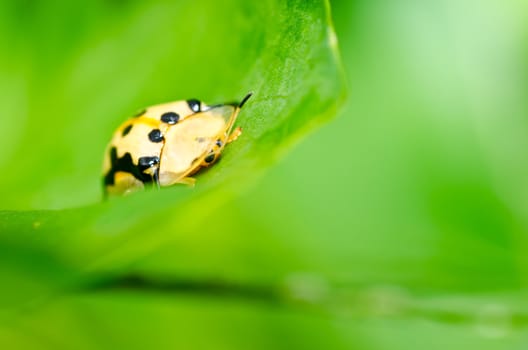 orange beetle in green nature or the garden