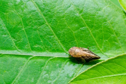 Aphid insect in green nature or in the garden