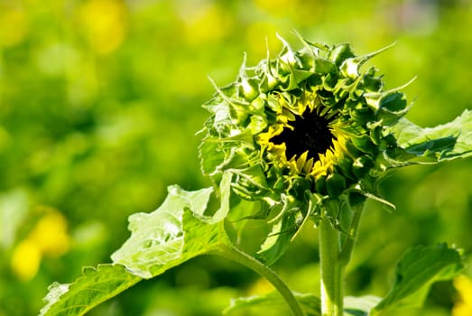 Bloom sunflower in the farm