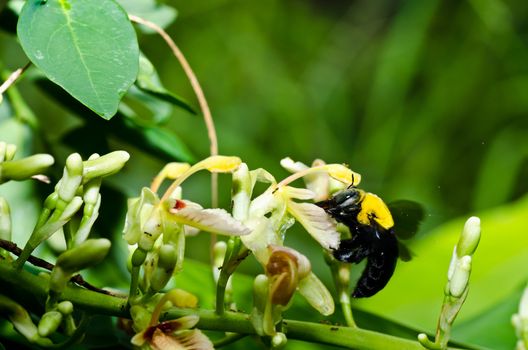 Carpenter bee in the nature or in the garden.It's danger