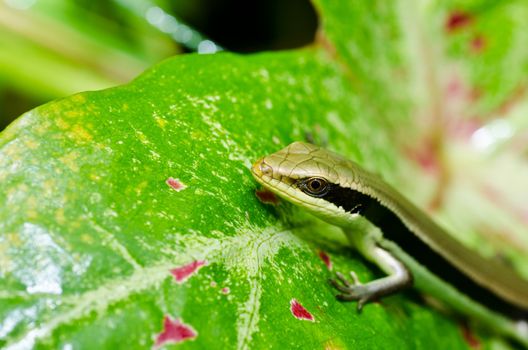 Skink in garden or in green nature