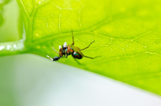 jumping spider in green nature or in the garden