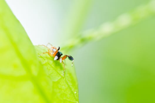 jumping spider in green nature or in the garden