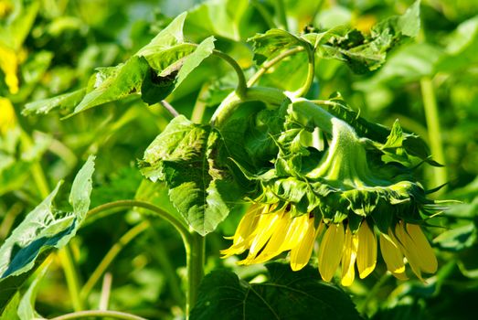 Sunflower in the farm