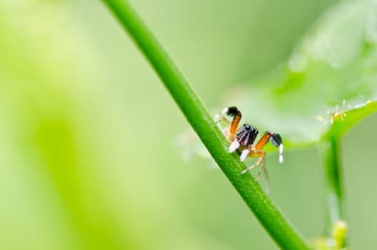 jumping spider in green nature or in the garden