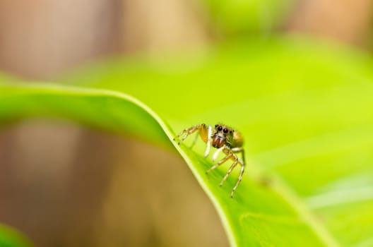 jumping spider in green nature or in the garden