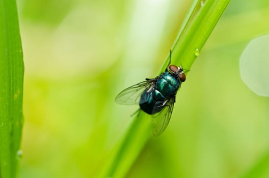 fly in green nature or in the city