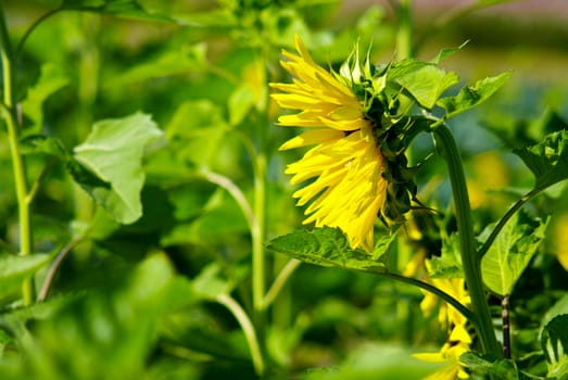 Sunflower in the farm