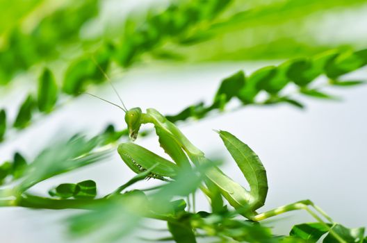 mantis in green nature or in garden