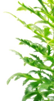 long green leaves isolated on white background