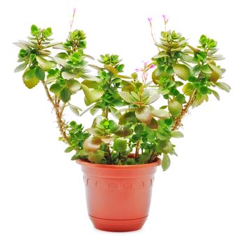 home plant with flowers in pot isolated on white