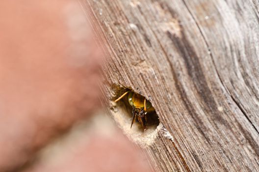 Carpenter bee in the nature or in the garden.It's danger