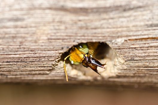 Carpenter bee in the nature or in the garden.It's danger