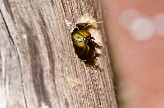 Carpenter bee in the nature or in the garden.It's danger