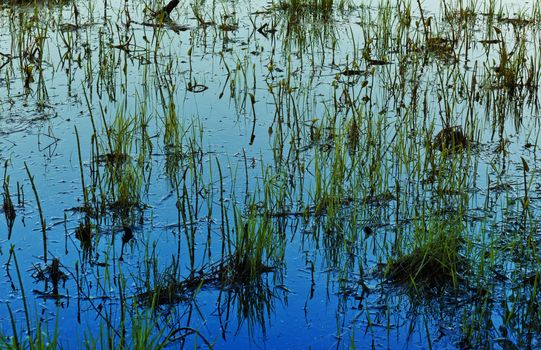 grass in water late evening, lake at Kareliya