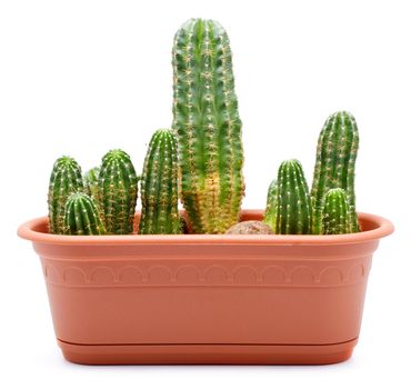 green cactus in brown pot, isolated on white