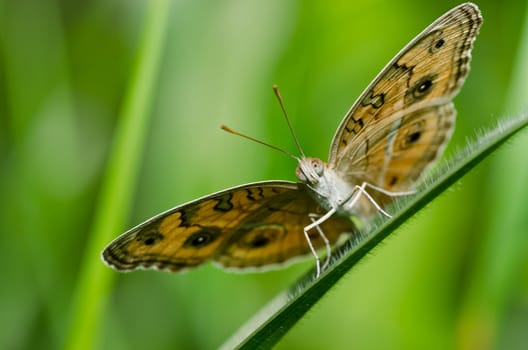 butterfly in green nature or in the garden