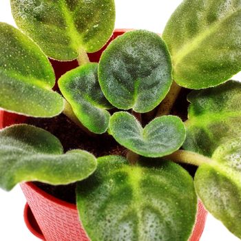 home plant in pot isolated on white