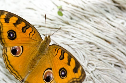 butterfly in green nature or in the garden