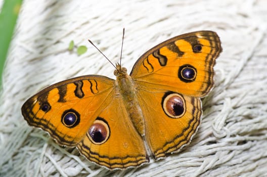 butterfly in green nature or in the garden