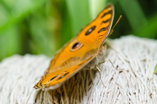 butterfly in green nature or in the garden