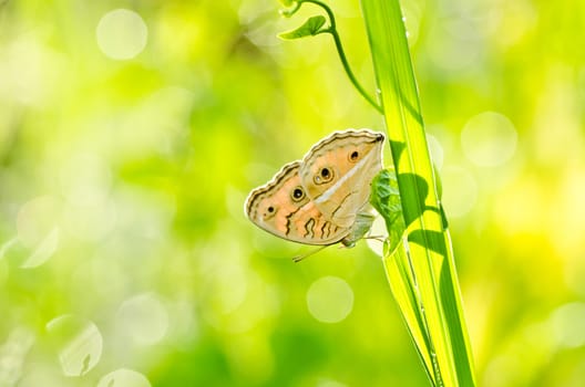 butterfly in green nature or in the garden