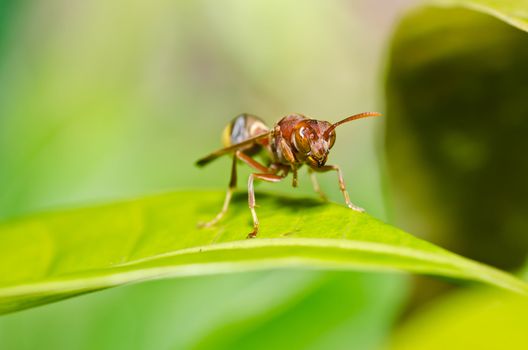 wasp in green nature or in garden. It's danger.