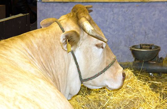 beef in his stall, at an agricultural fair