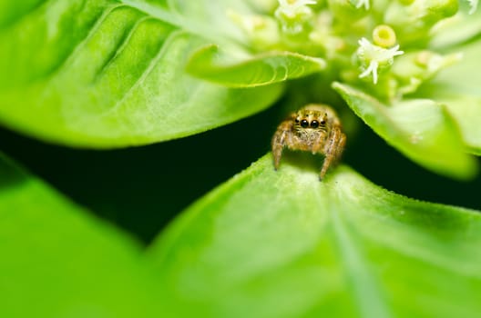 jumping spider in green nature or in the garden