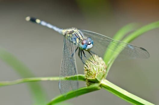 dragonfly in garden or in green nature