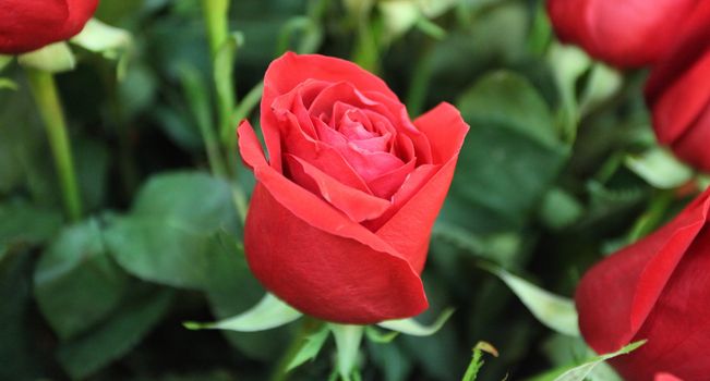 Large bright red roses