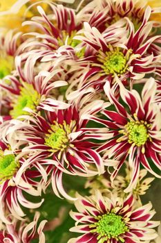 striped background of chrysanthemums