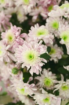 flowers  chrysanthemums