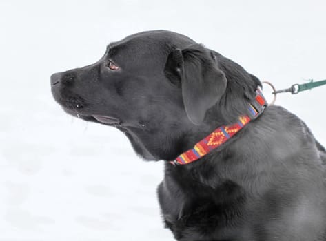 Black Labrador on the leash in the snow. close-up