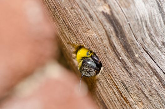 Carpenter bee in the nature or in the garden.It's danger