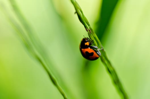 ladybug in the green nature or in the garden