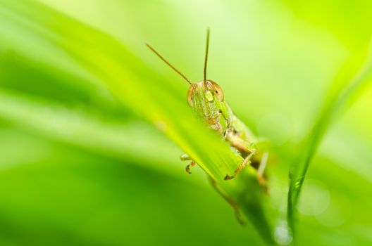 grasshopper in green nature or in the garden